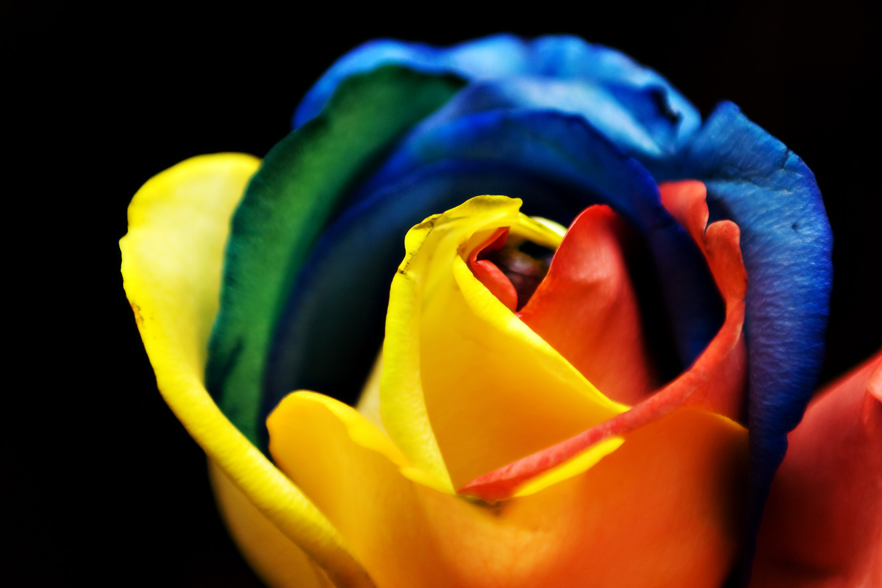 rainbow_rose_3366550029