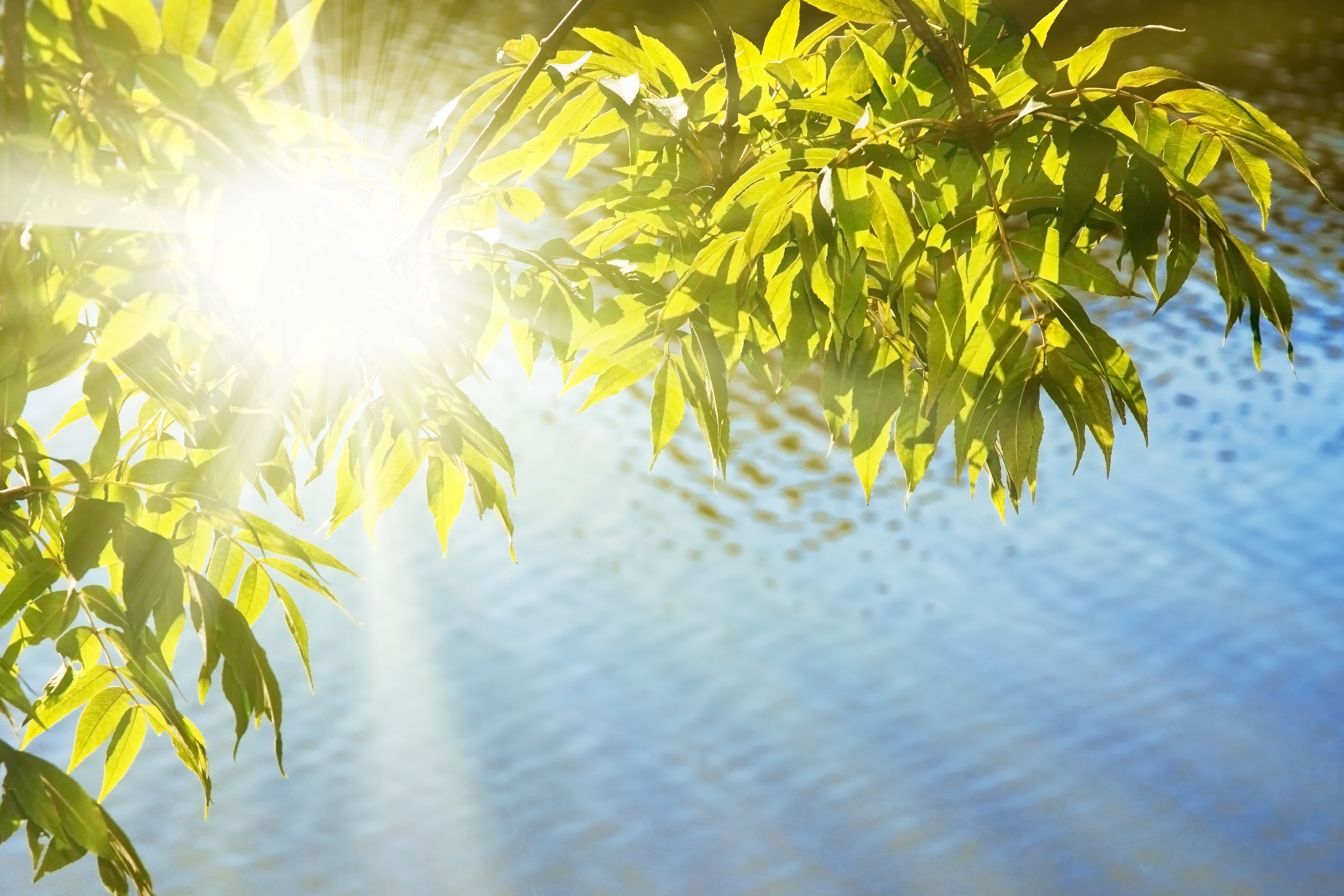 végétal feuille eau nature