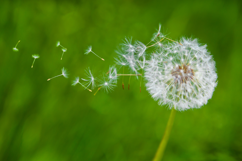 Dandelion in the wind