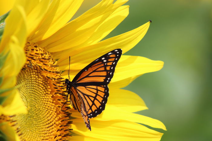 42023921 - monarch on a sunflower